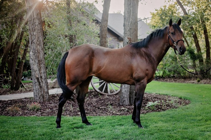 bespokephotographer(10)